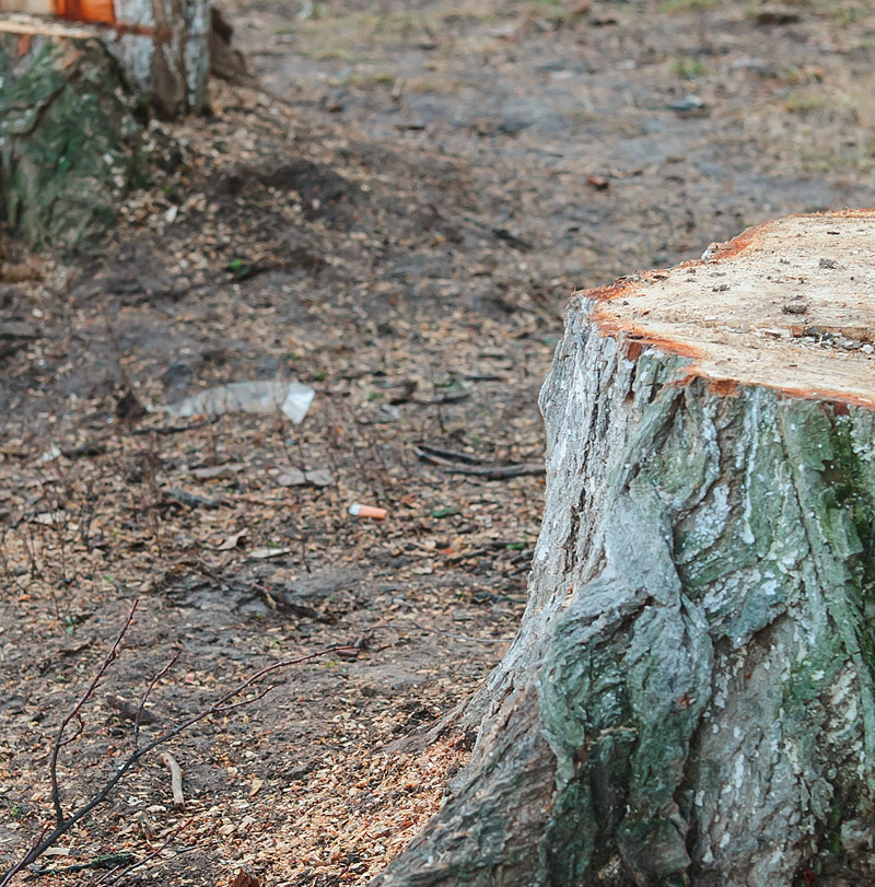 Göschl Holz – Wurzelstockfräsen
