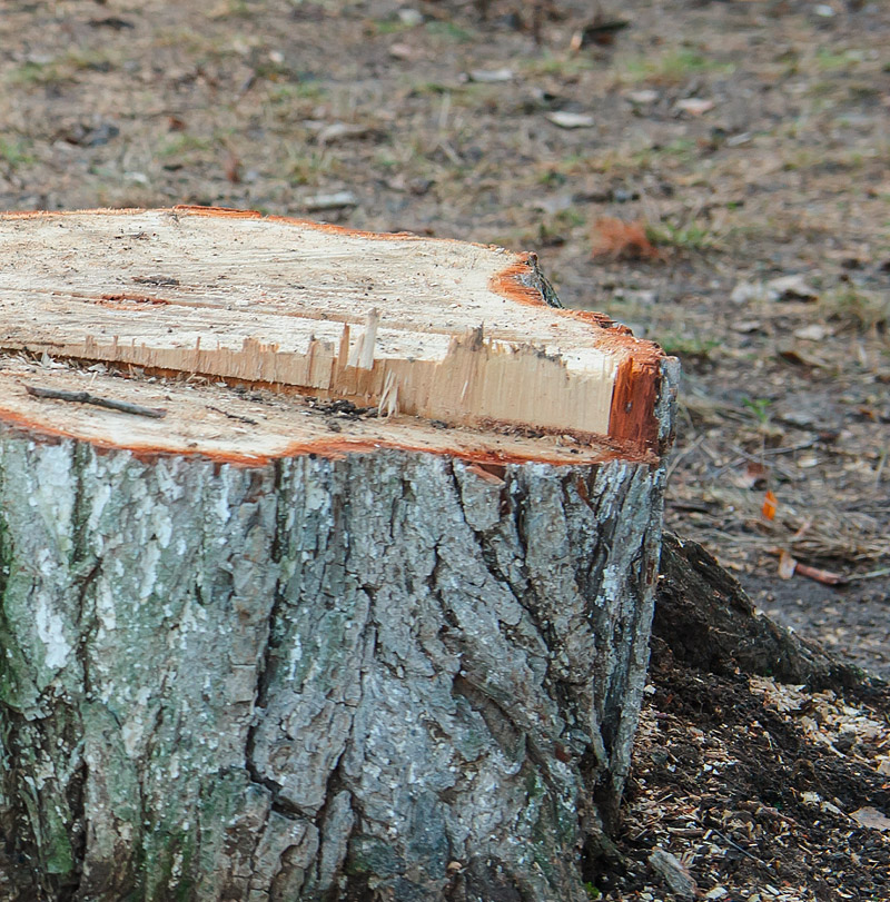 Göschl Holz – Wurzelstockfräsen